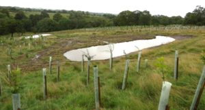 One of the new wetland areas at Lower Knotts