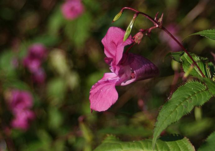 Himalayan Balsam – Ribble Life Together