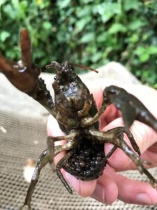 A white clawed crayfish female carrying her eggs. Adam Wheeler/Ribble Rivers Trust