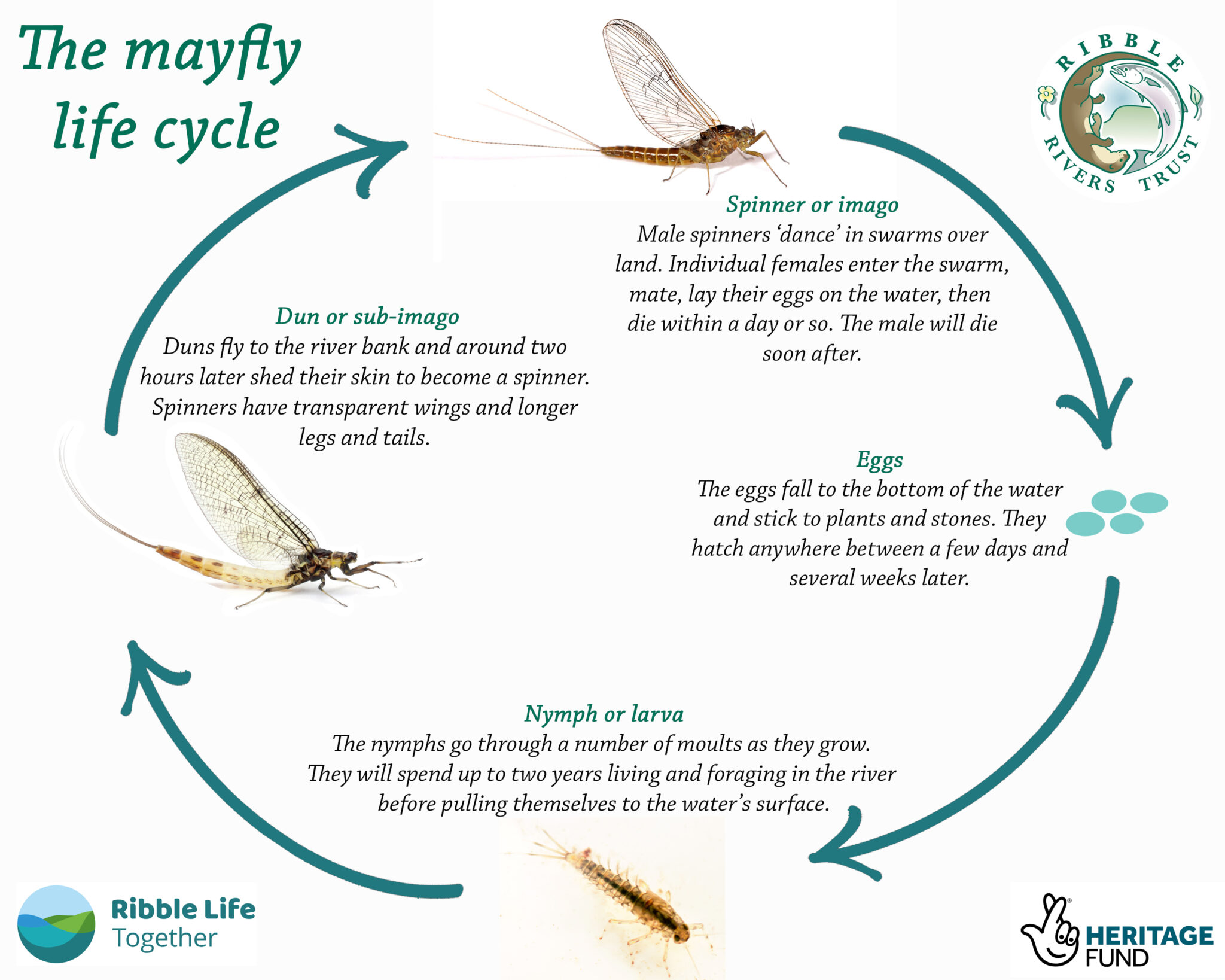 Mayfly lifecycle Ribble Life Together