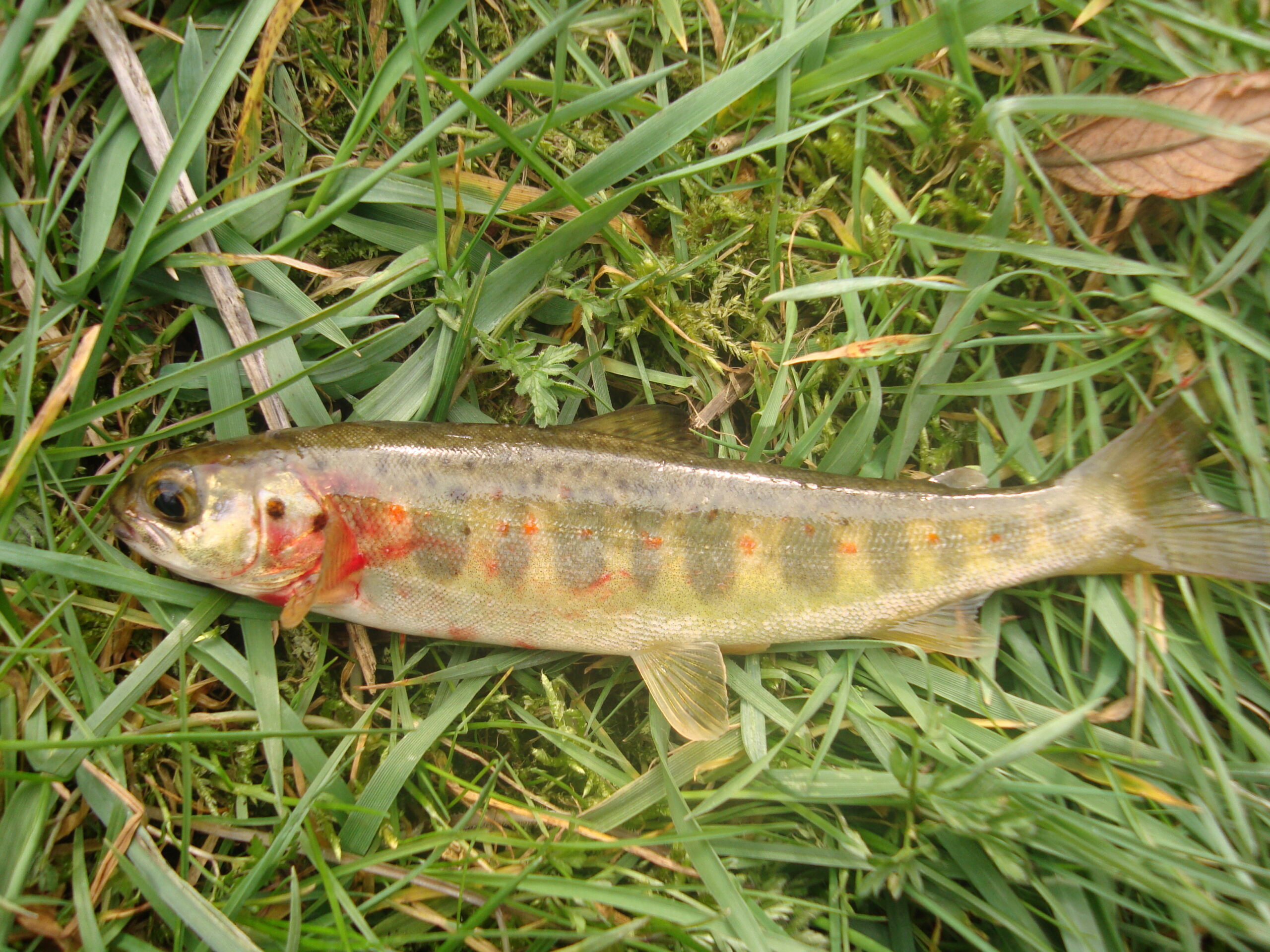 Salmon Parr just prior to release
