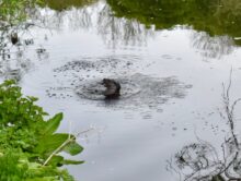 Otter in the Darwen