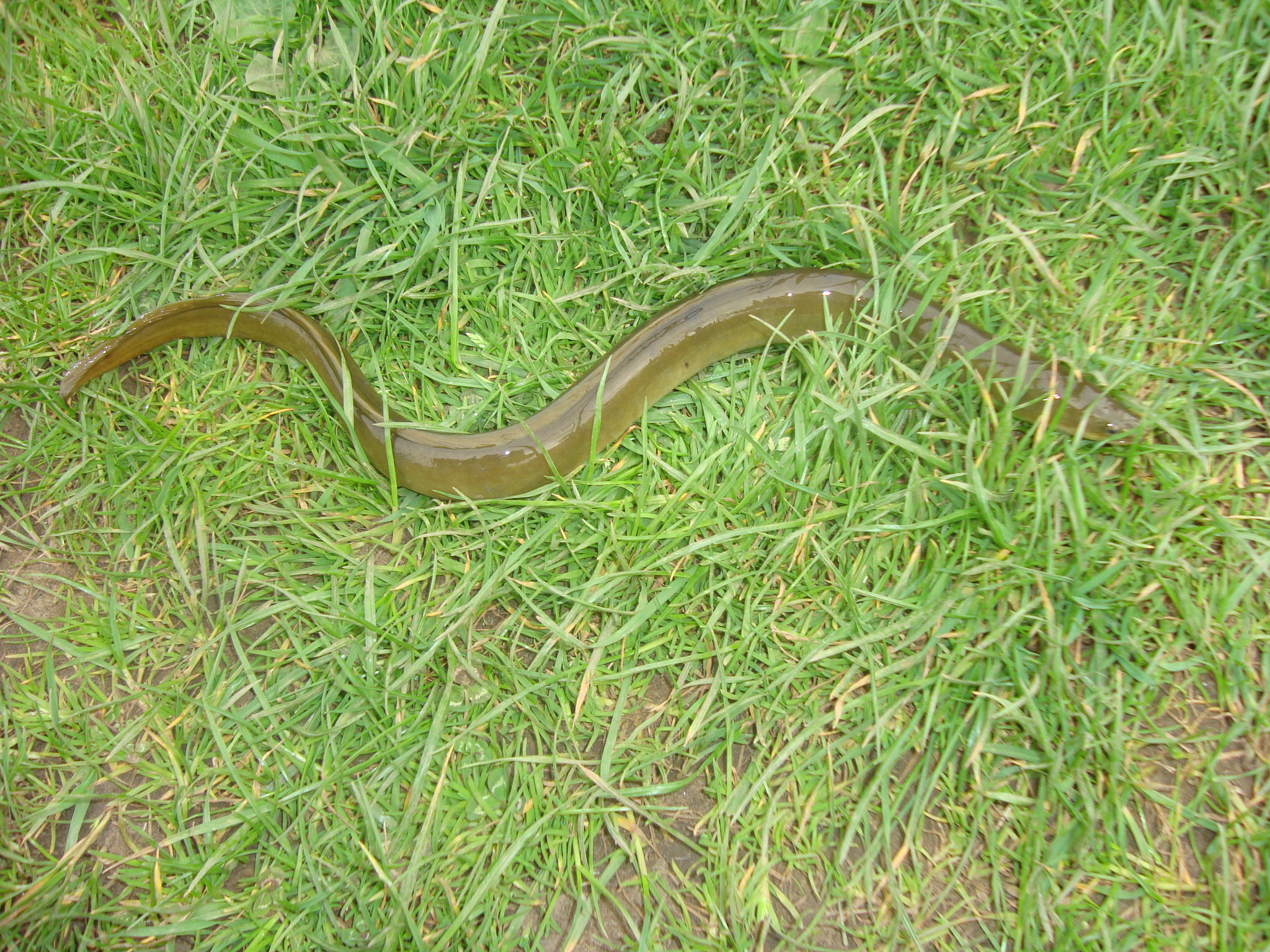 Eel sensing its way back to the river