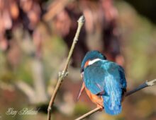Autum kingfisher